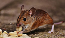24 Hour & Emergency Exterminators in Firm Zip, VA